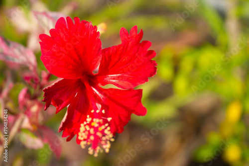 Joba Flower Joba Ful Hibiscus Roja