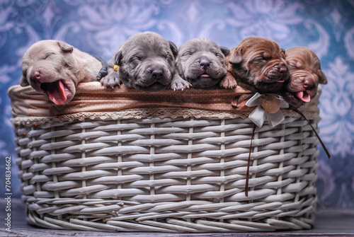 
small newborn pitbull puppies in a basket