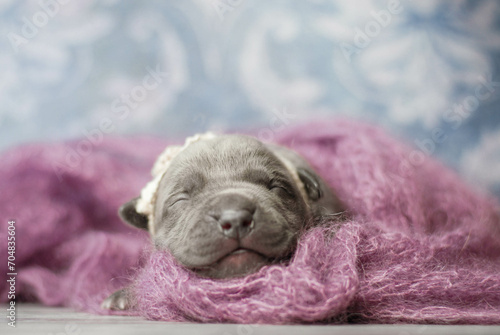 little newborn blue pitbull puppy
