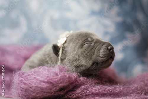little newborn blue pitbull puppy