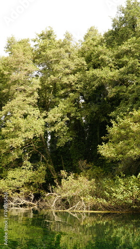 Sveti Naum river in forest in Lake Ohrid
