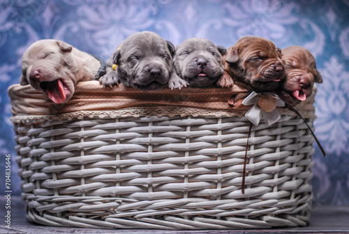
small newborn pitbull puppies in a basket
