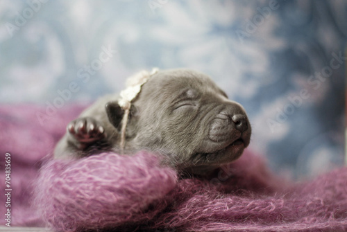 little newborn blue pitbull puppy