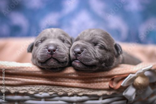  small newborn pitbull puppies in a basket