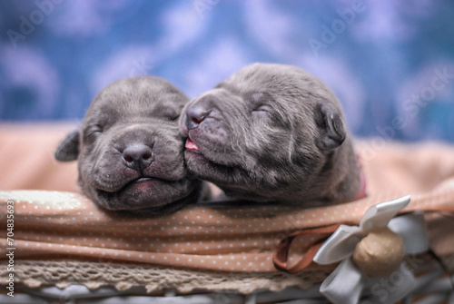 
small newborn pitbull puppies in a basket