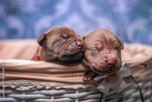 
small newborn pitbull puppies in a basket