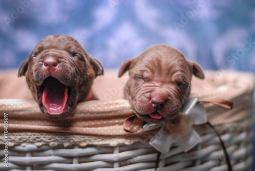 
small newborn pitbull puppies in a basket