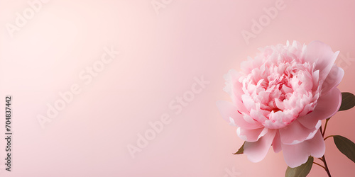 Delicate pink peony flower on light pink background. Delicate Pink Peony Flower on Light Pink Background photo