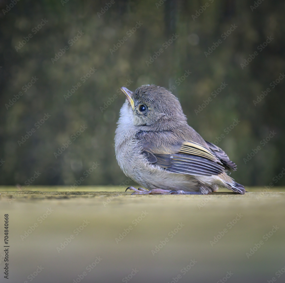 Grey warbler (Riroriro) chick on the backyard deck, looking up and calling for parents.
