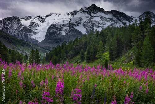 Glade with flowers in high land with mountain view