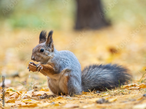 Autumn squirrel with nut sits on green grass with fallen yellow leaves