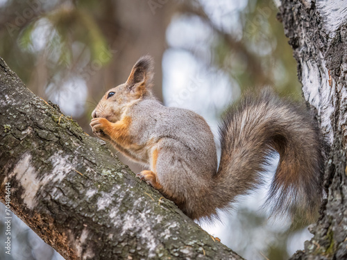 The squirrel with nut sits on tree in the autumn. Eurasian red squirrel, Sciurus vulgaris.