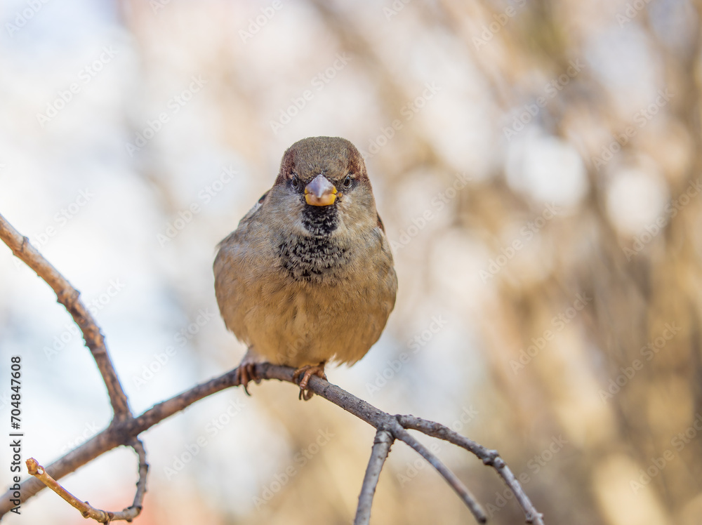 Fototapeta premium Sparrow sits on a branch without leaves.