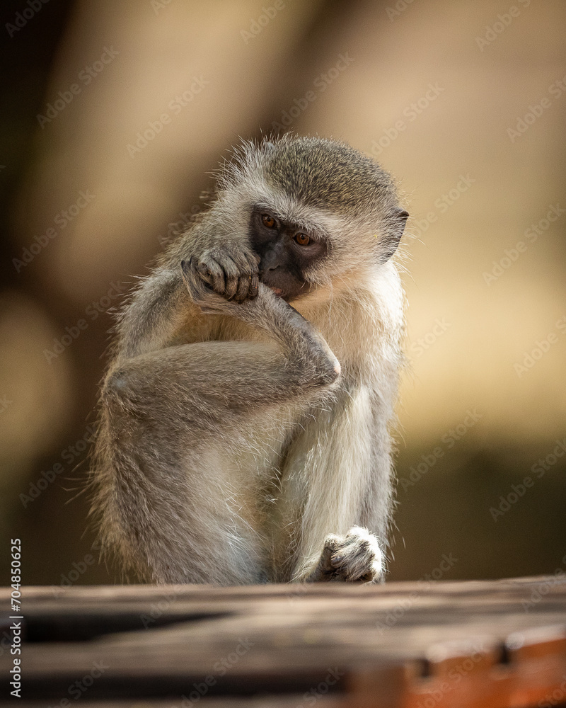 Obraz premium Vervet monkey in a tree