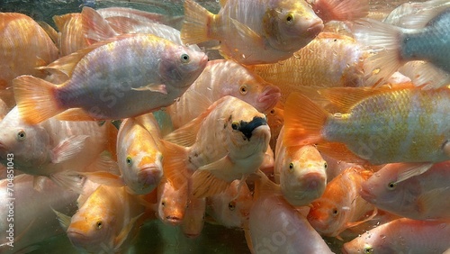 Live red nile tilapia fish swimming floating in aquarium water for sale photo