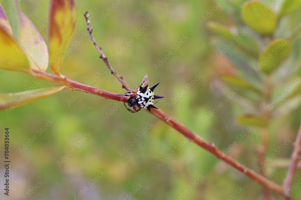 Christmas spider perched on a twig of a tree branch against a blurred background of nature