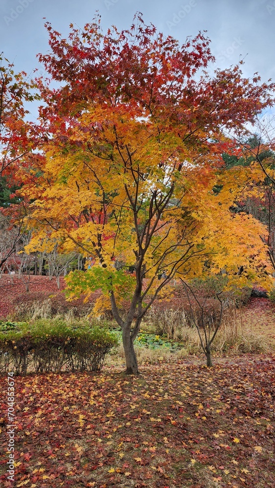 Naklejka premium Colorful alone maple tree