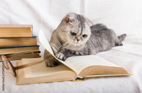 Reader cat. curious gray scottish fold cat lying on open book and looking attentively on pages