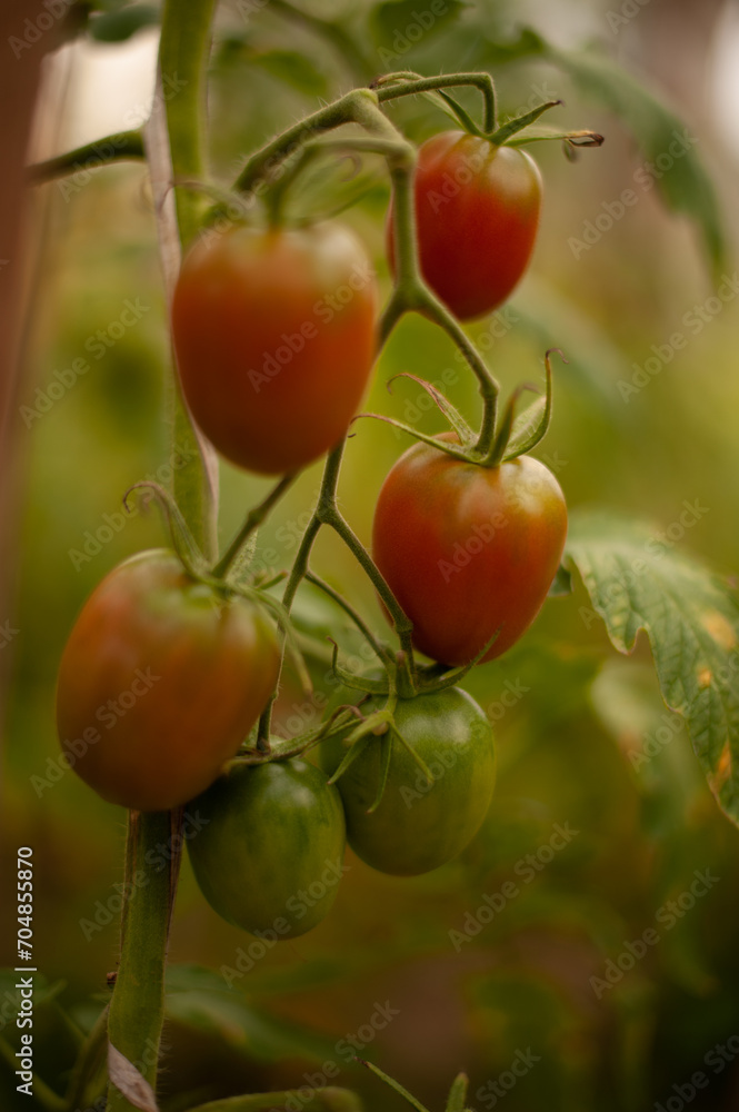 tomato on vine