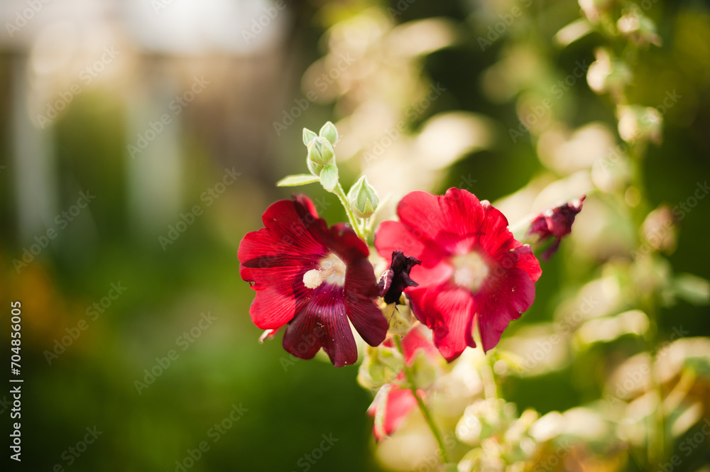 red and white flowers red and white flowers