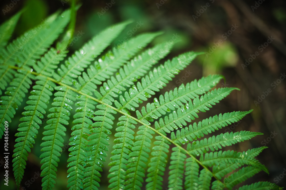 fern leaf in the forest fern leaf in the forest
