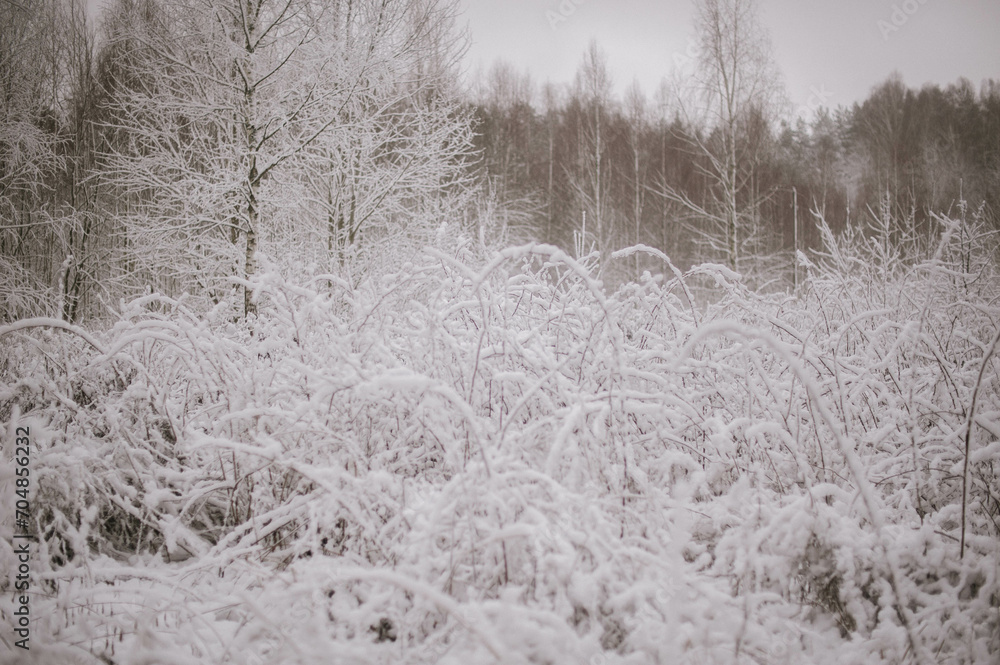 snow covered trees
