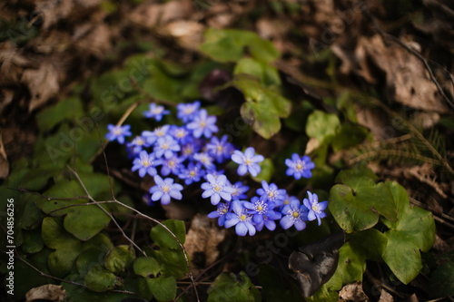 forget me not flowers