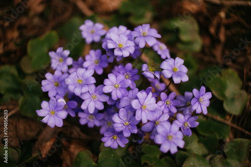 flowers in the garden