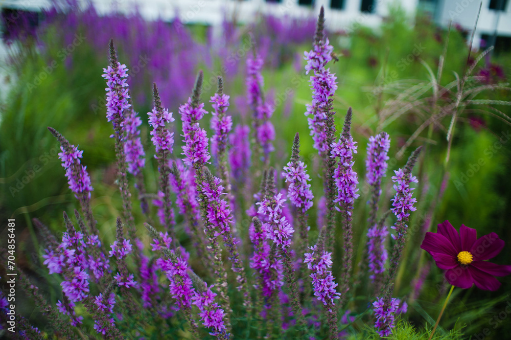 Obraz premium field of lavender