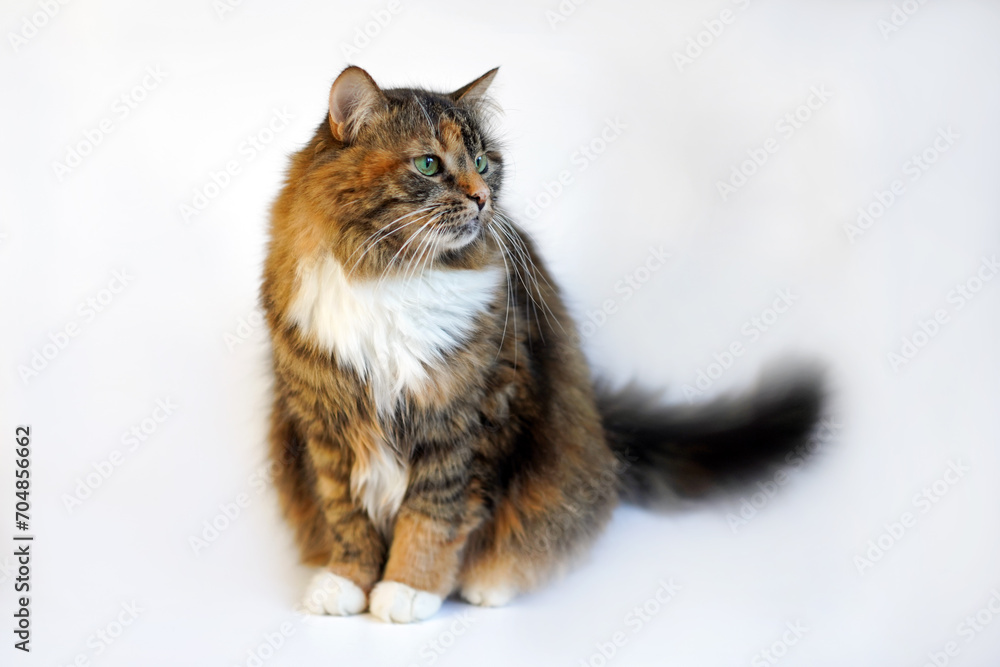 Tricolor ginger cat looking with green eyes on white background