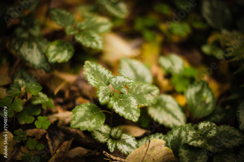 Forest Radiance: Light Green Leaves Symphony