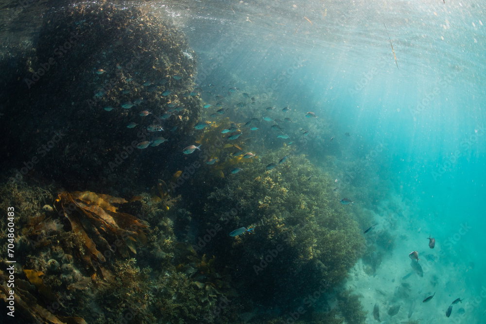 School of fish swimming around the coral reef.