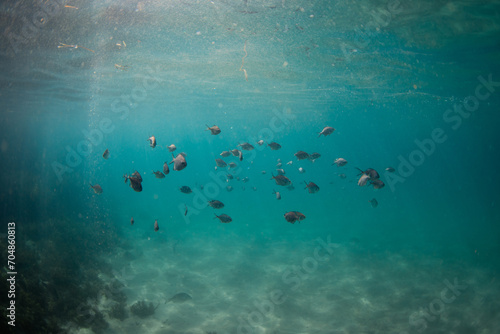 School of fish on the blue ocean.