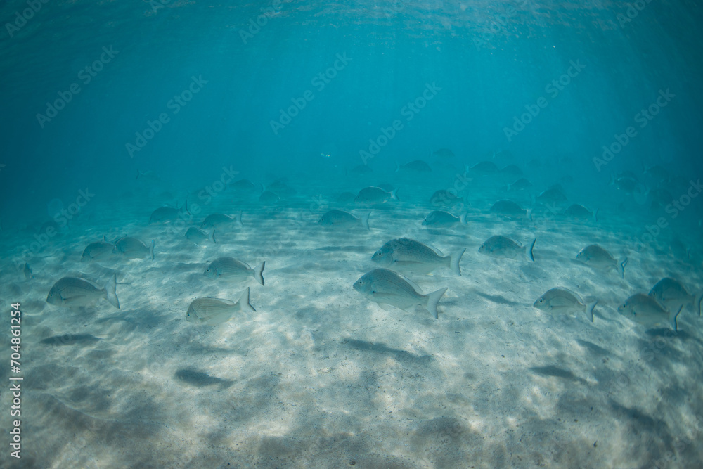 Big group of fish swimming around the sandy ocean floor.