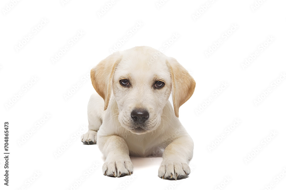 puppy labrador isolated on white background.