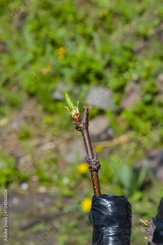 Bilde på lerret Grafting a young apple tree branch onto an adult tree