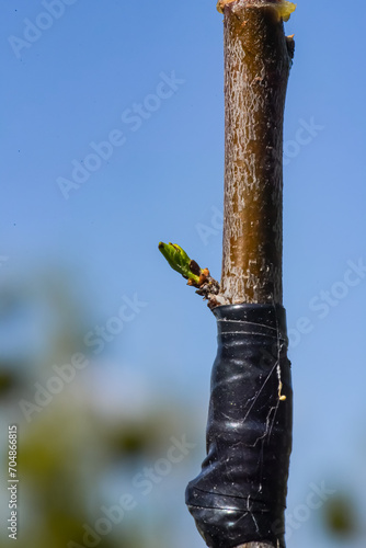 Grafting a young apple tree branch onto an adult tree