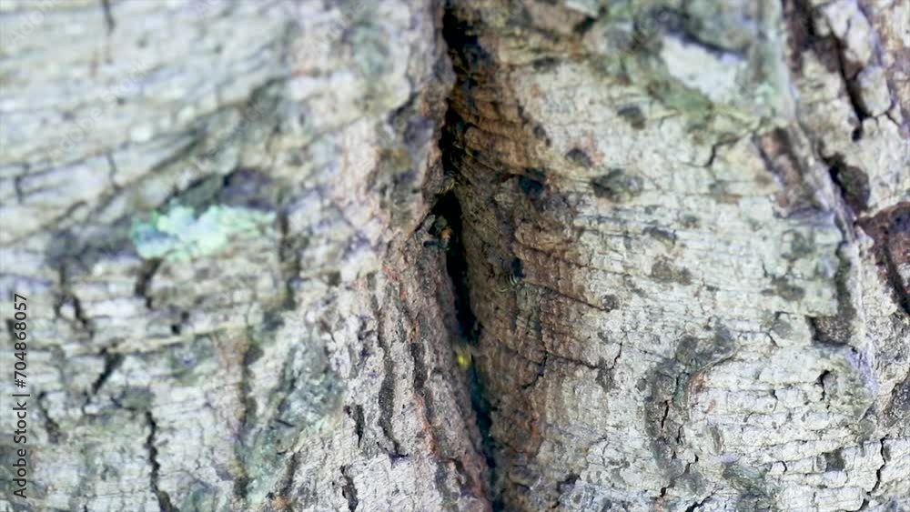 Wild bees (Apis mellifera scutellata), working taking pollen and nectar into the hive on a tree trunk in the Brazilian tropical forest. Wild bees (Apis mellifera scutellata), working taking pollen and nectar into the hive on a tree trunk in the Brazilian tropical forest.