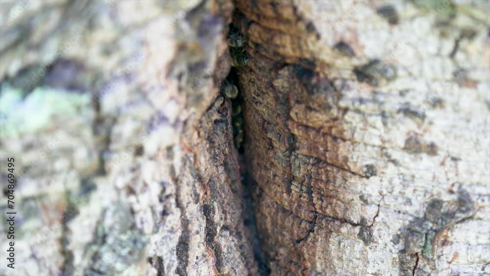 Wild bees (Apis mellifera scutellata), working taking pollen and nectar into the hive on a tree trunk in the Brazilian tropical forest. Wild bees (Apis mellifera scutellata), working taking pollen and nectar into the hive on a tree trunk in the Brazilian tropical forest.