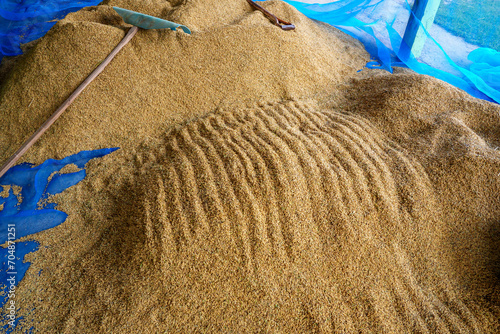Schilderij op canvas A pile of moist rice paddy waiting to be dried in the sun.