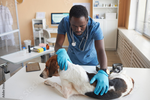 Young veterinarian wearing gloves and examining disabled beagle dog in clinic photo