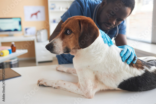 Young veterinarian wearing gloves and examining sick beagle dog in clinic photo