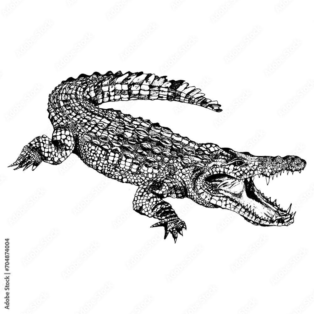 Fototapeta premium Crocodile dessin croquis