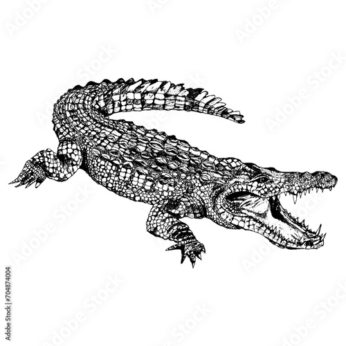 Crocodile dessin croquis