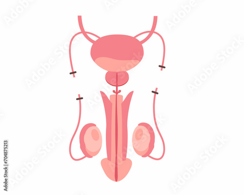 Male sterilization, Vasectomy human Vasectomy Man reproductive anatomy after surgery