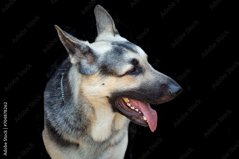 Portrait of an Eastern European Shepherd dog. isolated on a black background