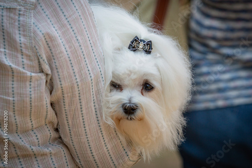 A beautiful Maltese dog showing off during a dog show.