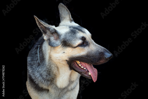 Portrait of an Eastern European Shepherd dog. isolated on a black background
