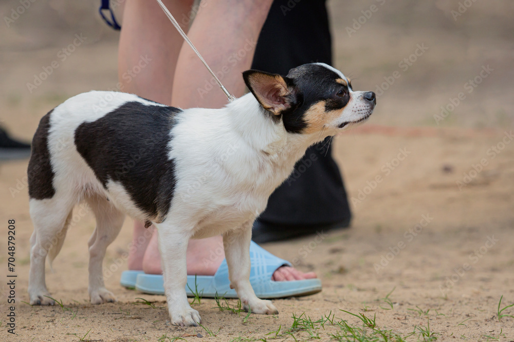 Small chihuahua dog posing at a dog show