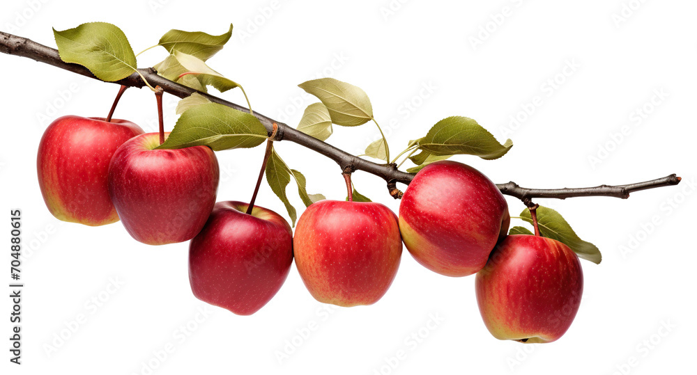 Branch of delicious red apples, cut out Branch of delicious red apples, cut out